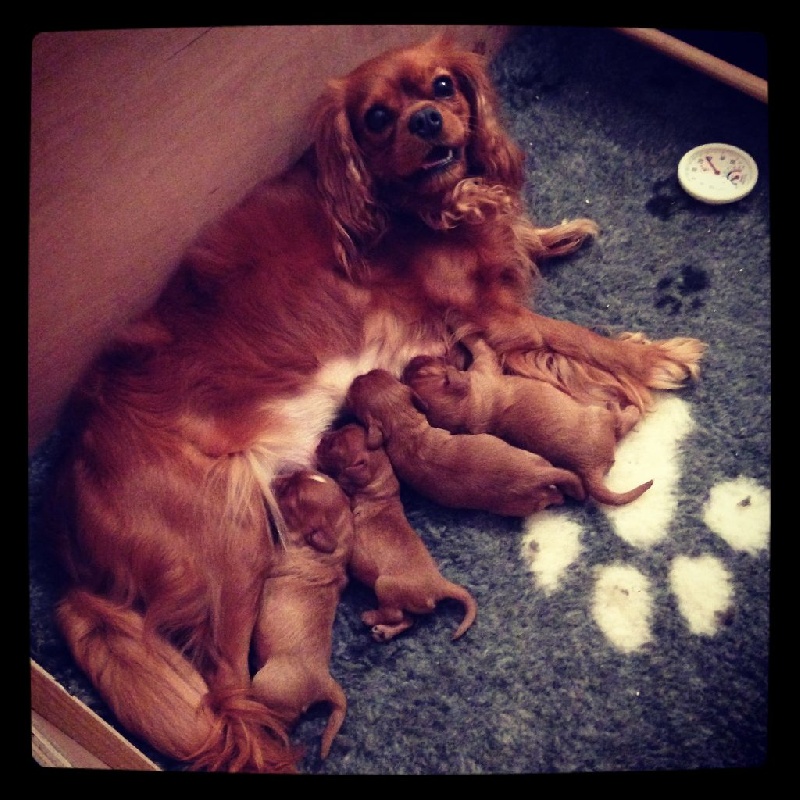 Des Poupons D'Holly - Cavalier King Charles Spaniel - Portée née le 23/11/2014